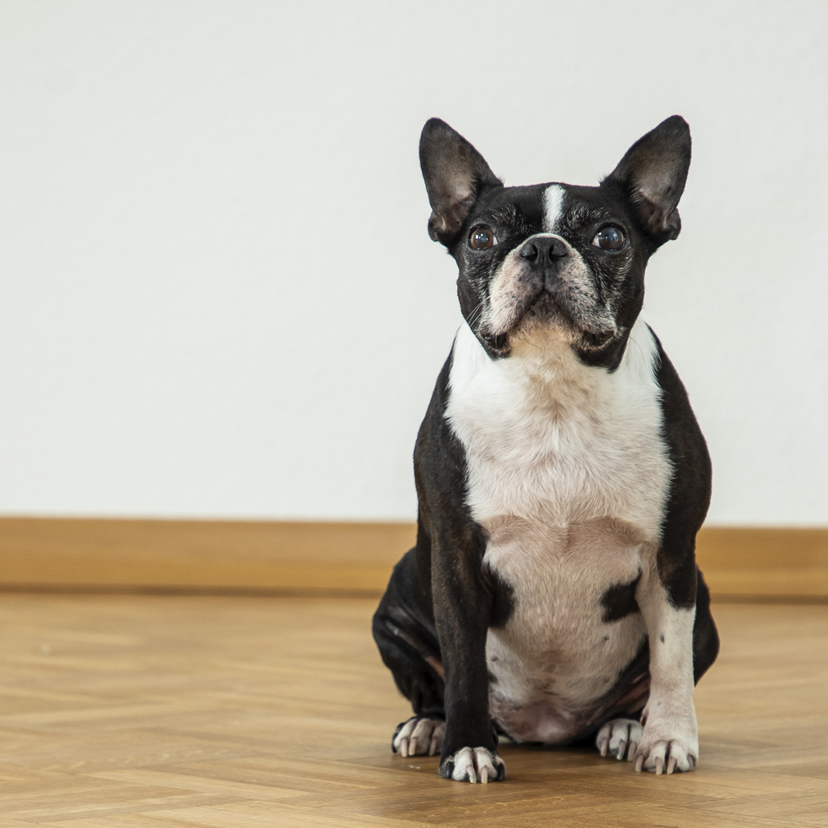 Trixie – Unsere Vierbeinerin bei conop work (Foto: Herbert Heim)